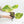 Alocasia Odora 'Gageana' Aurea Variegated *Grower's Choice*