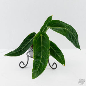 Anthurium Warocqueanum 'Queen'