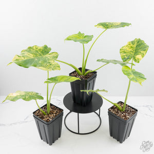 Alocasia Odora 'Gageana' Aurea Variegated *Grower's Choice*