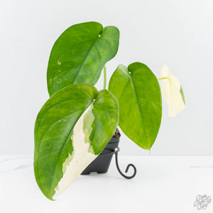 Syngonium chiapense albo variegated *Grower's Choice*