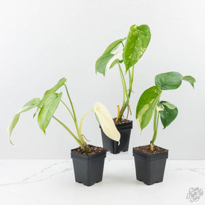 Syngonium chiapense albo variegated *Grower's Choice*