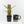 Epipremnum amplissimum albo variegated