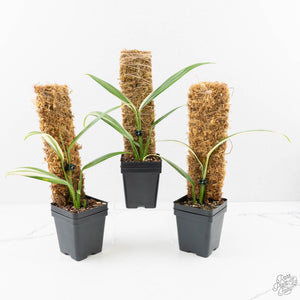Epipremnum amplissimum albo variegated