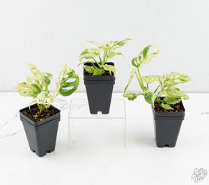 Monstera Adansonii Mint Double Mutation *Growers Choice*