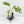 Monstera Adansonii Albo Variegated *Grower's Choice*