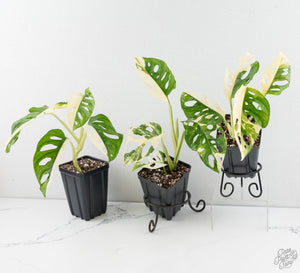 Monstera Adansonii Albo Variegated *Grower's Choice*