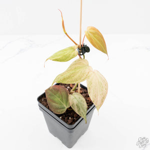 Philodendron micans pink mint variegated  *Grower's Choice*