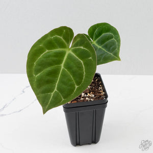 Anthurium 'King of Spades' Hybrid