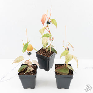Philodendron micans pink mint variegated  *Grower's Choice*