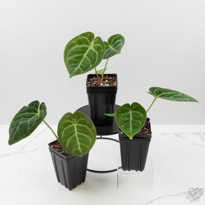 Anthurium 'King of Spades' Hybrid