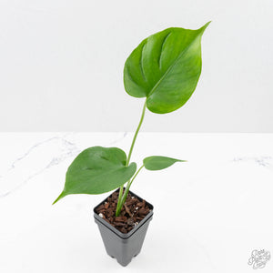 Monstera deliciosa ‘Tattoo’ *Grower's Choice*