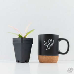 Philodendron Strawberry Caramel Marble *Grower's Choice*