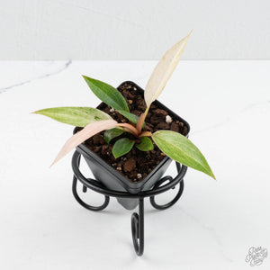 Philodendron Strawberry Caramel Marble *Grower's Choice*
