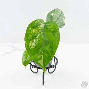 Syngonium chiapense albo variegated *Grower's Choice*