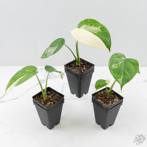 Syngonium chiapense albo variegated *Grower's Choice*
