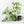 Monstera Deliciosa Albo Variegated (Small Form/Borsigiana) *Grower's Choice*