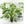 Monstera Deliciosa Albo Variegated (Small Form/Borsigiana) *Grower's Choice*