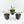 Philodendron white princess aurea variegated *Grower's Choice*