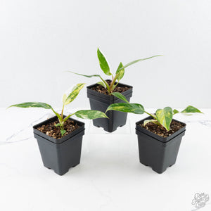 Philodendron white princess aurea variegated *Grower's Choice*