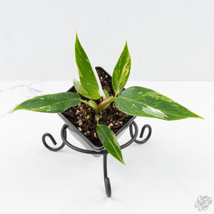 Philodendron white princess aurea variegated *Grower's Choice*