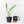 Epipremnum amplissimum mint variegated  *Grower's Choice*