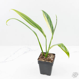 Epipremnum amplissimum mint variegated  *Grower's Choice*