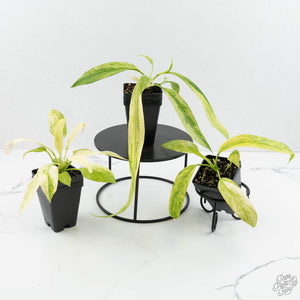 Anthurium vittarifolium variegated *Grower's Choice*