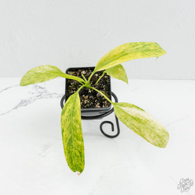 Anthurium Vittarifolium Variegated