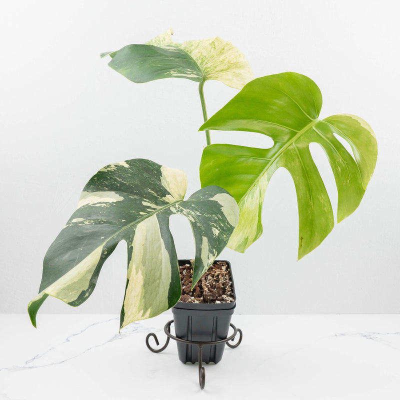 Monstera Deliciosa Mint Variegated NOID (Intermediate Form) *Grower's Choice*