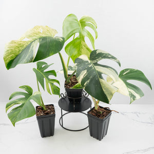 Monstera Deliciosa Mint Variegated NOID (Intermediate Form) *Grower's Choice*