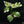Rhaphidophora tetrasperma mint aka 'White Monster' variegated *Grower's choice*