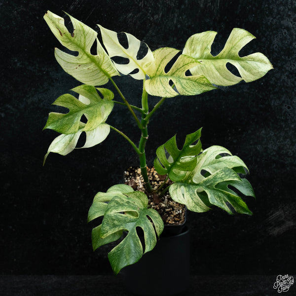 Rhaphidophora tetrasperma mint aka 'White Monster' variegated *Grower's choice*
