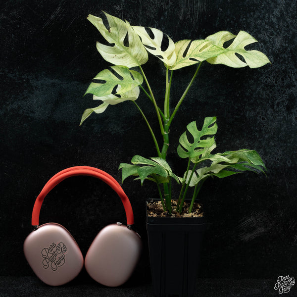 Rhaphidophora tetrasperma mint aka 'White Monster' variegated *Grower's choice*