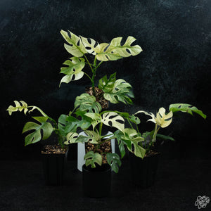 Rhaphidophora tetrasperma mint aka 'White Monster' variegated *Grower's Choice*