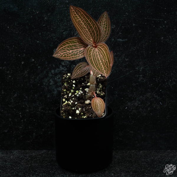 Anoectochilus roxburghii x Ludisia discolor jewel orchid *Grower's choice*