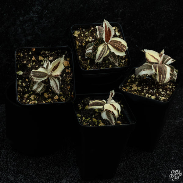 Anoectochilus sp. variegated jewel orchid *Grower's choice*
