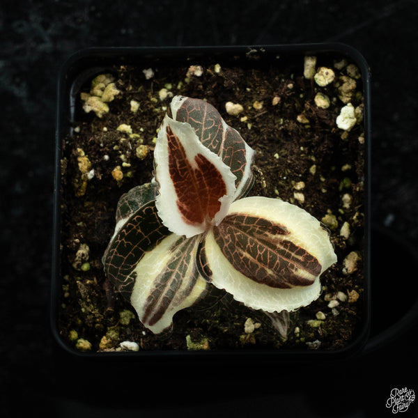 Anoectochilus sp. variegated jewel orchid *Grower's choice*