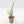 Papilionanthe Teres ‘Olympic Rings’ Orchid *Grower's Choice*
