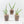 Papilionanthe Teres ‘Olympic Rings’ Orchid *Grower's Choice*