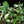 Schismatoglottis sp. albo variegated *Grower's choice*