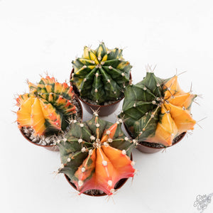 Gymnocalycium Mihanovichii Variegated Cactus *Grower's Choice*