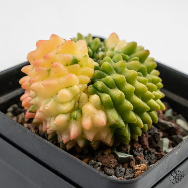 Gymnocalycium Mihanovichii Inermis Cristata ‘Spineless’ Variegated Cactus (wk48-C)