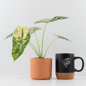 Alocasia 'Silver Dragon' albo variegated *Grower's Choice*