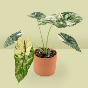 Alocasia 'Silver Dragon' albo variegated *Grower's Choice*