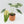 Alocasia baginda 'Dragon Scale' Albo Variegated