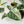 Alocasia 'Silver Dragon' albo variegated *Grower's Choice*