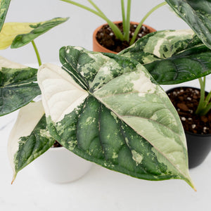 Alocasia 'Silver Dragon' albo variegated *Grower's Choice*