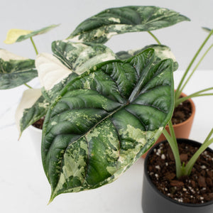 Alocasia 'Silver Dragon' albo variegated *Grower's Choice*