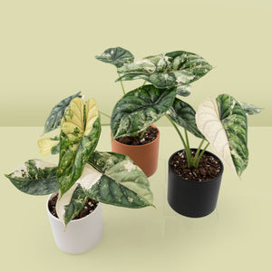 Alocasia 'Silver Dragon' albo variegated *Grower's Choice*