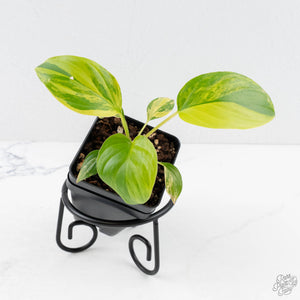 Homalomena Rubescens Aurea Variegated (wk29-D)